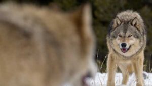 Do alpha males exist in nature?