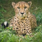 How cheetahs' close relationship threatens the survival of the fastest cat