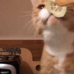 The cat who traded meat for vegetables: the fluffy cat happily crunches…