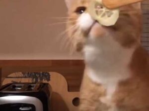 The cat who traded meat for vegetables: the fluffy cat happily crunches…