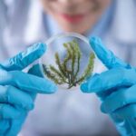 Scientists have found a way in which seaweed can help prevent obesity