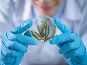 Scientists have found a way in which seaweed can help prevent obesity