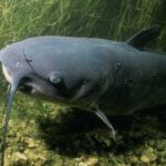 Catfish: We don't let them mature! Don't touch them for 80 years,…