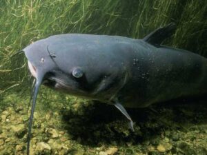 Catfish: We don't let them mature! Don't touch them for 80 years,…
