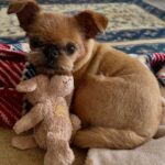 8 Misconceptions and Stereotypes About Dogs That You Should Stop Believing