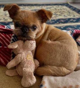8 Misconceptions and Stereotypes About Dogs That You Should Stop Believing