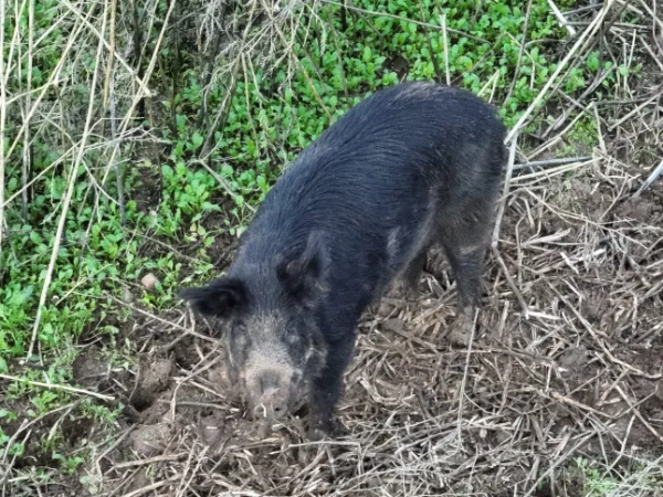 A California wild boar in his puddle.