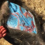 California's Wild Pigs Are Turning Neon Blue — Here's Why