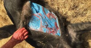 California's Wild Pigs Are Turning Neon Blue — Here's Why