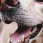 Bad breath in dogs: main causes, dangers and proven methods of prevention…