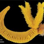 Paralvinella hessleri: A yellow worm that lives in acid and fights poison…