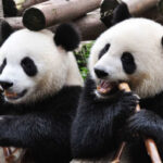 Giant Panda. How was this amazing animal discovered?