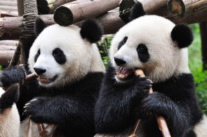 Giant Panda. How was this amazing animal discovered?