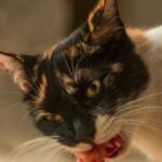 Myths and facts about raw and cooked meat for cats: what the…