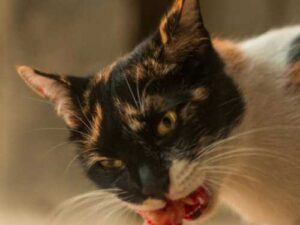 Myths and facts about raw and cooked meat for cats: what the…
