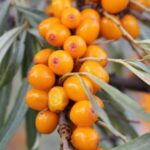 How sea buckthorn seeds can reduce the risk of blood clots