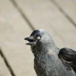 Jackdaw: The city bird will no longer seem as cute as it…