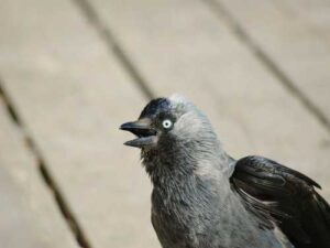 Jackdaw: The city bird will no longer seem as cute as it…