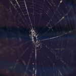 A study has found that spiders use fireflies as bait to attract…