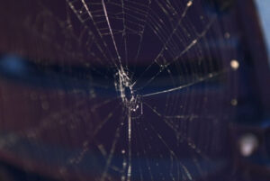 A study has found that spiders use fireflies as bait to attract…