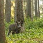 How wild boars live: The ancestors of domesticated pigs hold many secrets