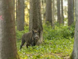 How wild boars live: The ancestors of domesticated pigs hold many secrets