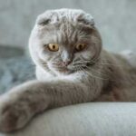 Four walls, scratched wallpaper, and a cozy sofa: do indoor cats really…