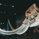 There were no mammoth hunters!? Myths about mammoth hunting in the Stone…