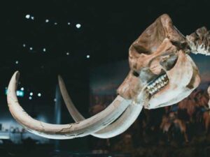 There were no mammoth hunters!? Myths about mammoth hunting in the Stone…