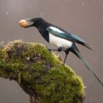 What do we know about magpies?: Interesting facts about the birds