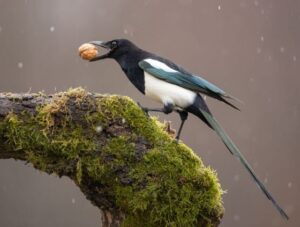 What do we know about magpies?: Interesting facts about the birds