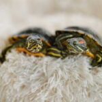 Releasing a bored turtle into a pond – what's wrong with that?