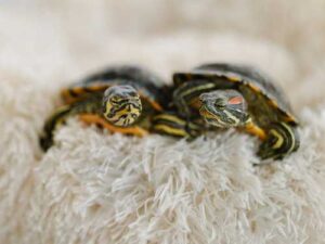 Releasing a bored turtle into a pond – what's wrong with that?