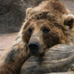 What do bear hibernation and frog suspended animation have in common?
