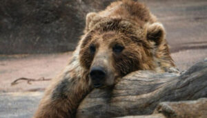 What do bear hibernation and frog suspended animation have in common?