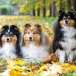 How do pets help us survive autumn?