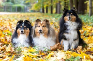 How do pets help us survive autumn?