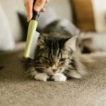 Autumn shedding of pets: why is fur everywhere, how not to confuse…