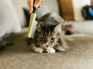 Autumn shedding of pets: why is fur everywhere, how not to confuse…