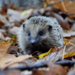 Why should you never take a hedgehog from the forest?