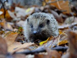 Why should you never take a hedgehog from the forest?