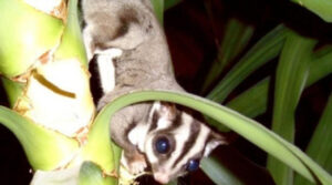 Should I get a sugar squirrel for my apartment?