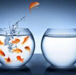 Which aquarium and its interior should I choose?
