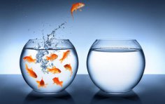 Which aquarium and its interior should I choose?