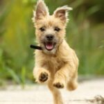 How to teach a dog the “Come to me!” command?