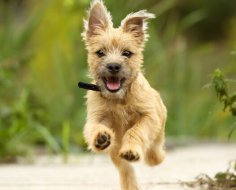 How to teach a dog the “Come to me!” command?