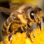 How long does a bee live?