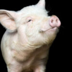Did you know? Interesting facts about animals