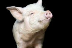 Did you know? Interesting facts about animals