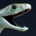 Mamba Venom: Paralysis Reversed, But with a Catch